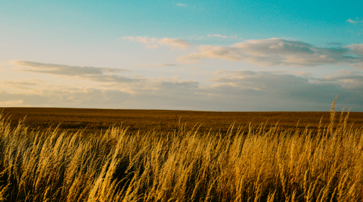 A wheat field at dusk