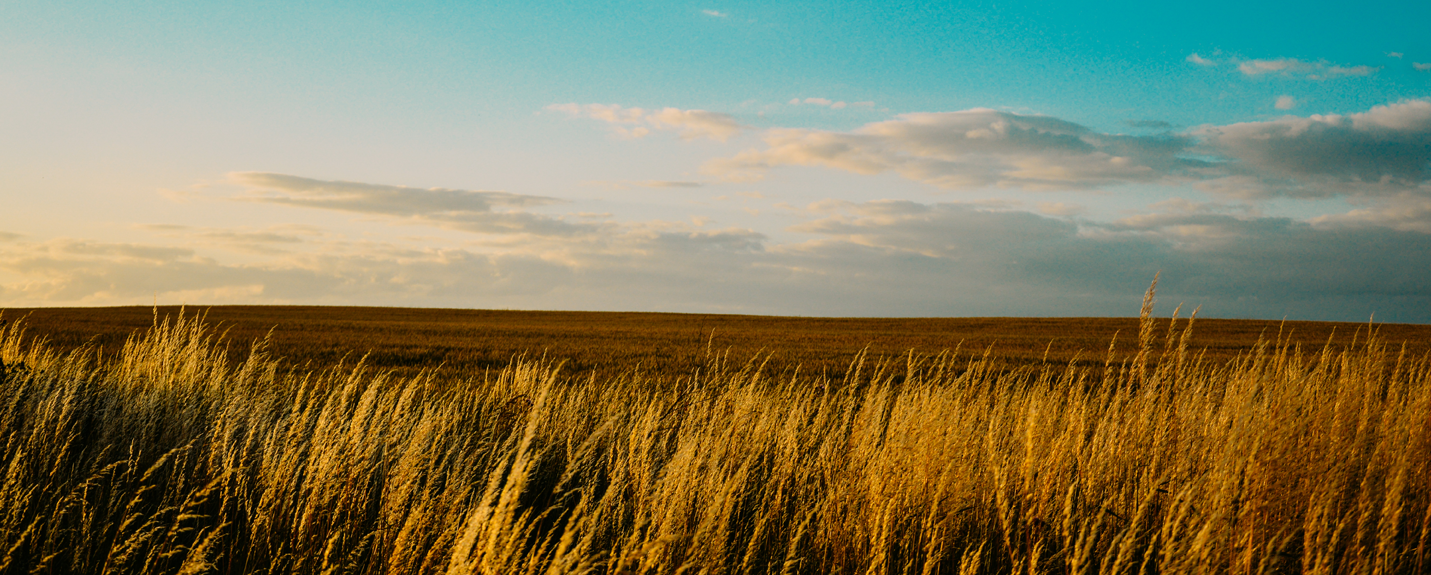 A wheat field at dusk