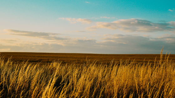 A wheat field at dusk